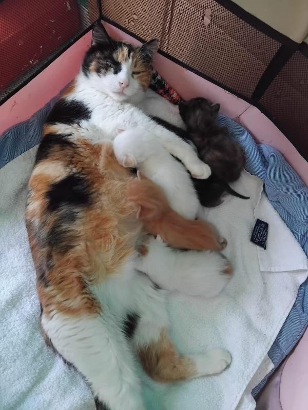 Vi presentiamo i nostri bellissimi micini. Foto 7